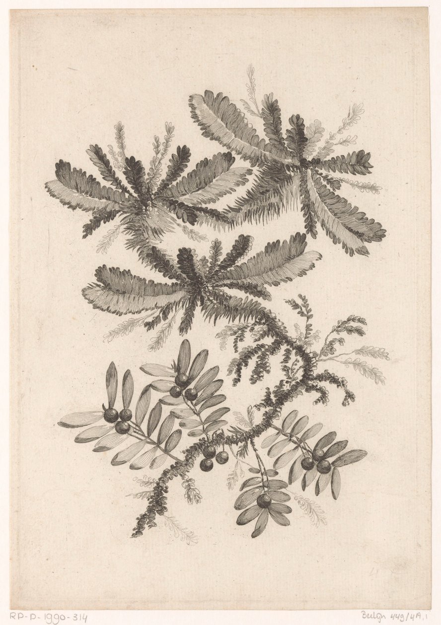 Zweige mit Beeren von Johann Heinrich  Hess