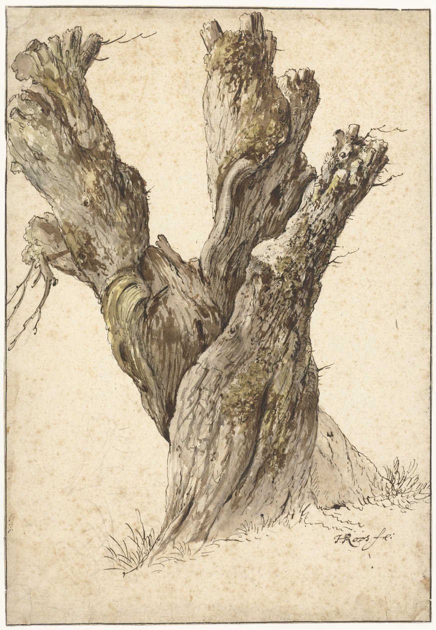Eine Kopfweide von Johann Heinrich Roos