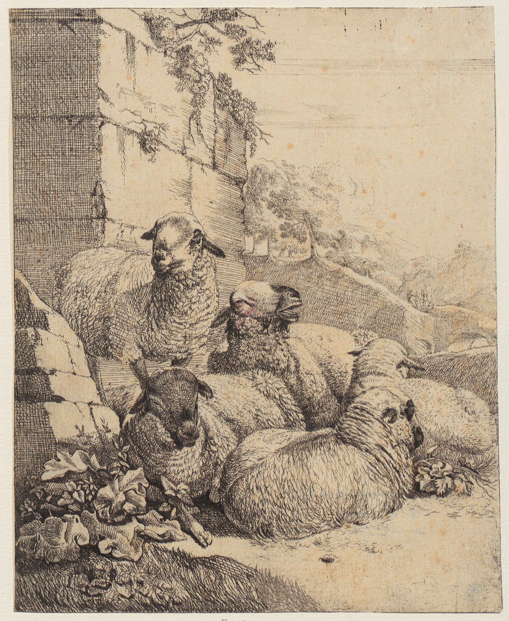 Vier liegende und ein stehendes Schaf vor Mauer, Blatt der Folge "Schafe und Ziegen" von Johann Heinrich Roos