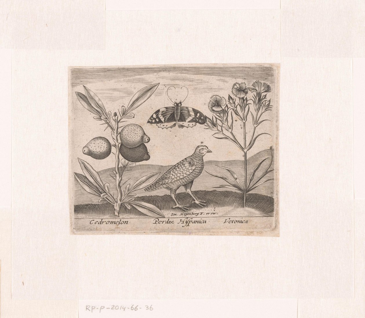 Serie von Drucken mit Blumen und Tieren in einer Landschaft von Johann Hogenberg