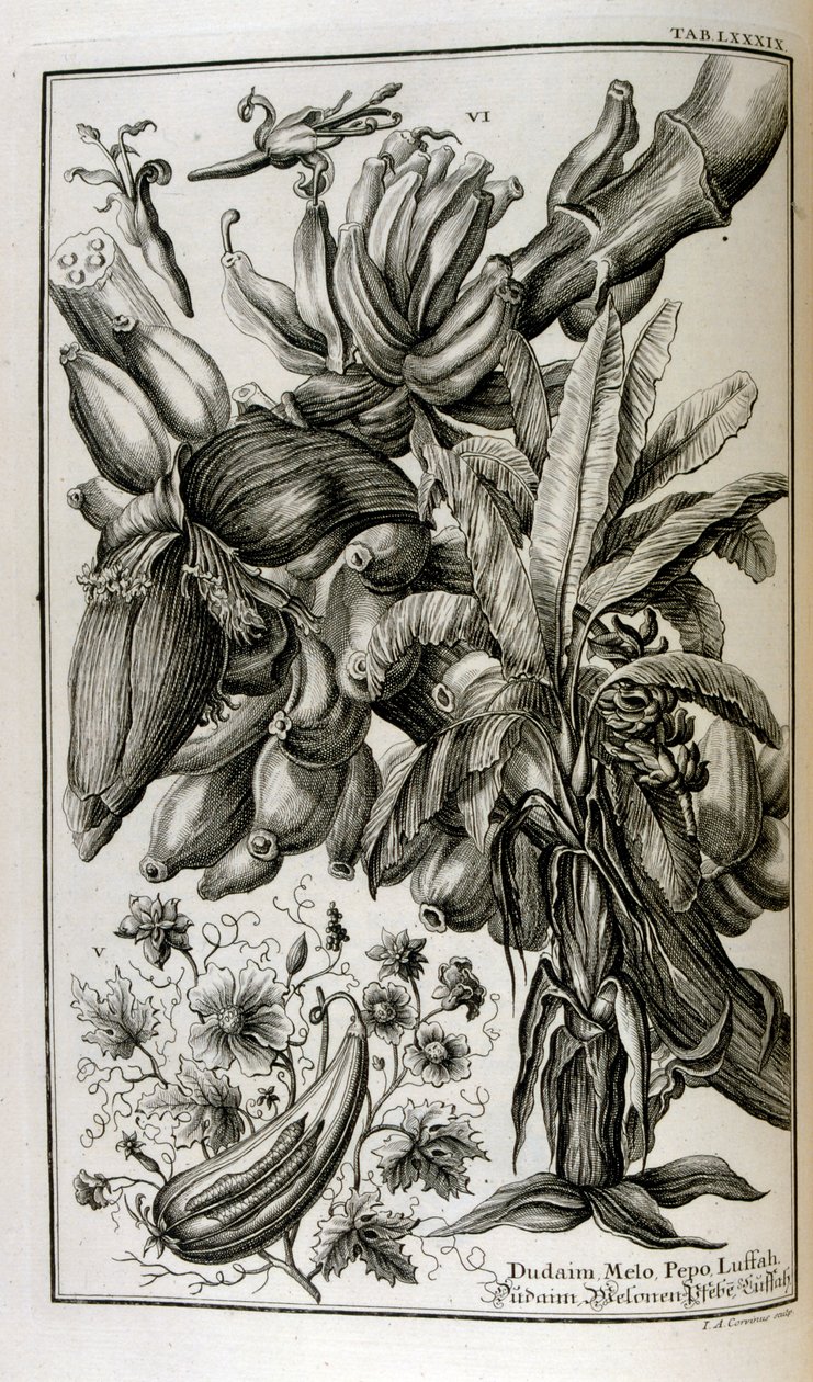 Biblische Pflanzen und Früchte, einschließlich Alraune und Melone von Johann Jakob Scheuchzer