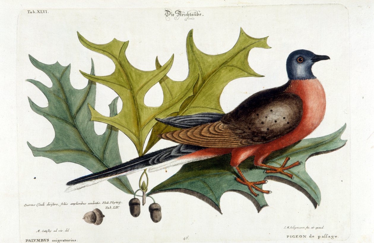 Wandertaube, jetzt ausgestorben. Zoo, Seligman 1749 von Johann Michael Seligmann