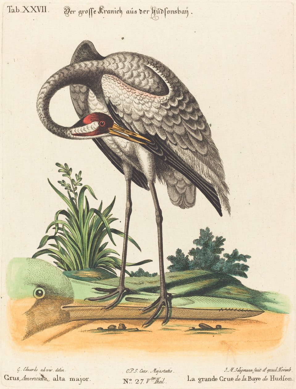 Grus Americana, alta major von Johann Michael Seligmann after George Edwards