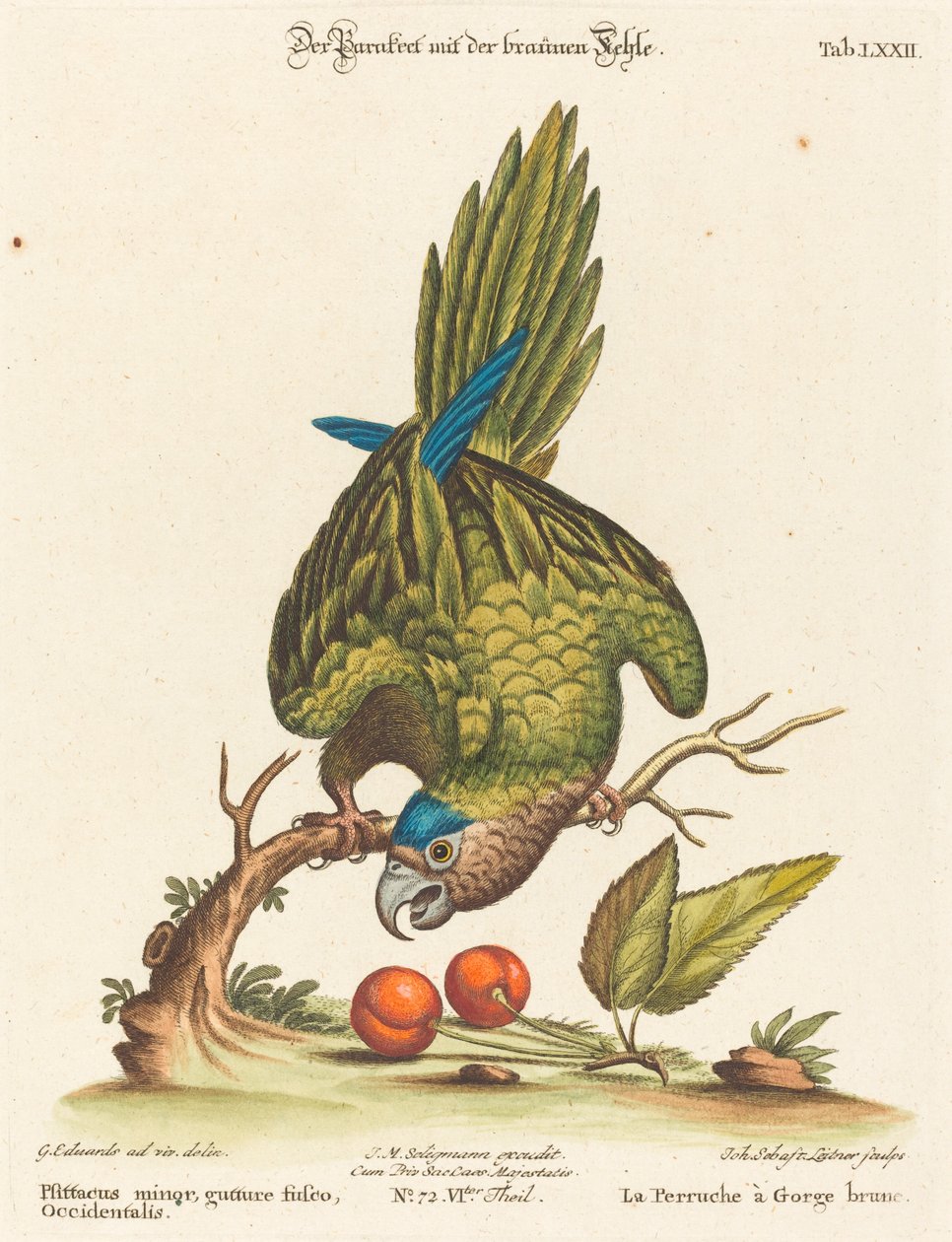 Psittacus minor gutture fusco, occidentalis von Johann Sebastian Leitner after George Edwards