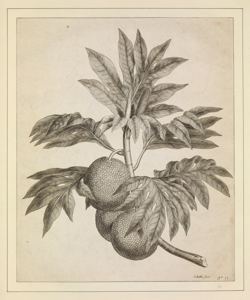 Ein Zweig des Brotfruchtbaums von Johann Sebastien Muller