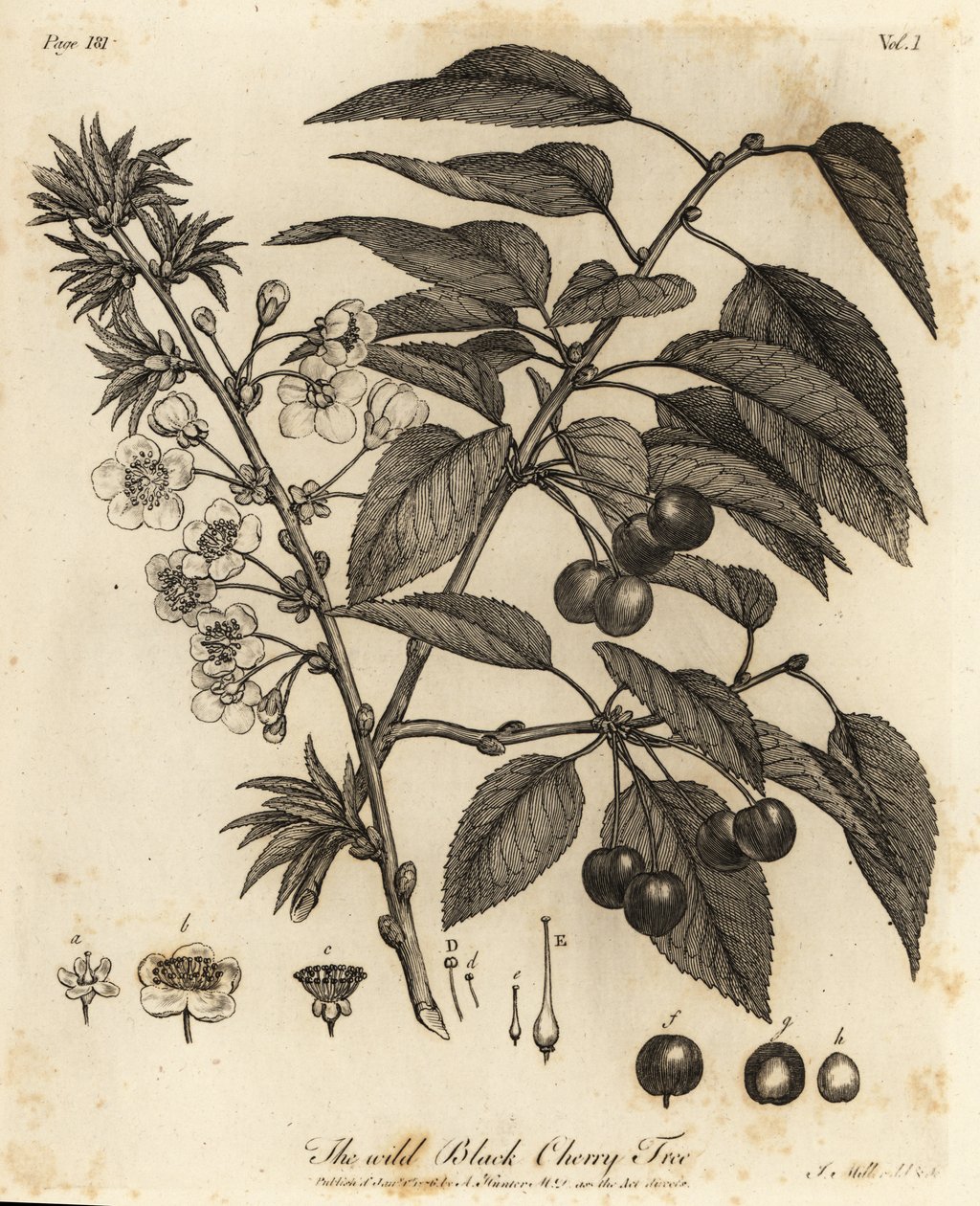 Sauerkirsche, Prunus cerasus von Johann Sebastien Muller