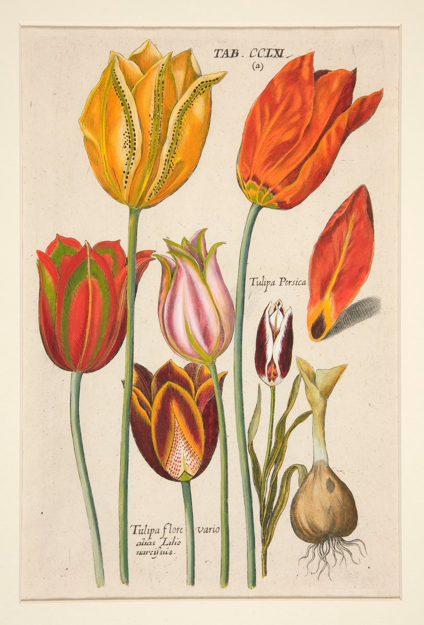 Florilegium novum, hoc est Variorum Maximeque Radiorum Florum ac Plantorum (Blumenplatte); (Tulpen); aus einem Satz von 81 Platten von Johann Theodor de Bry