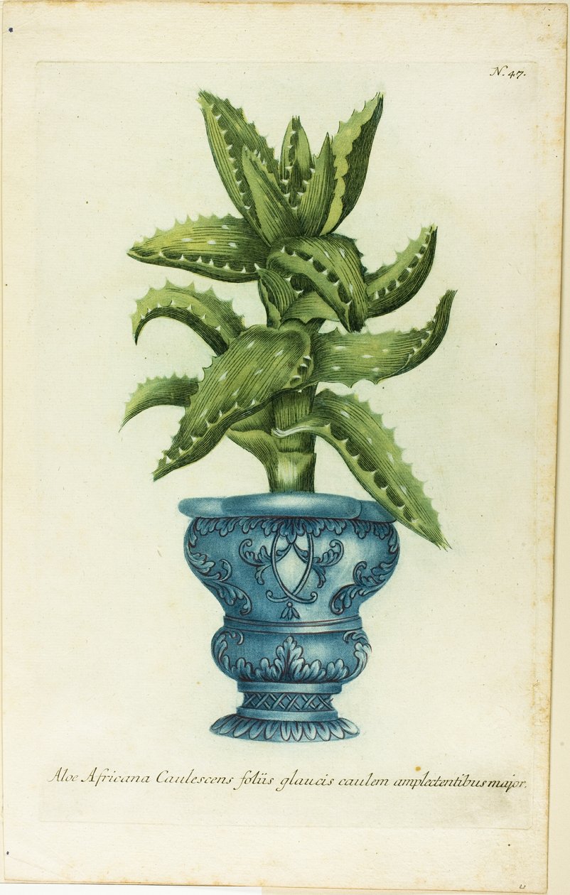 Afrikanische Aloe, Tafel 47 aus Phtanthoza Iconographia von Johann Wilhelm Weinmann