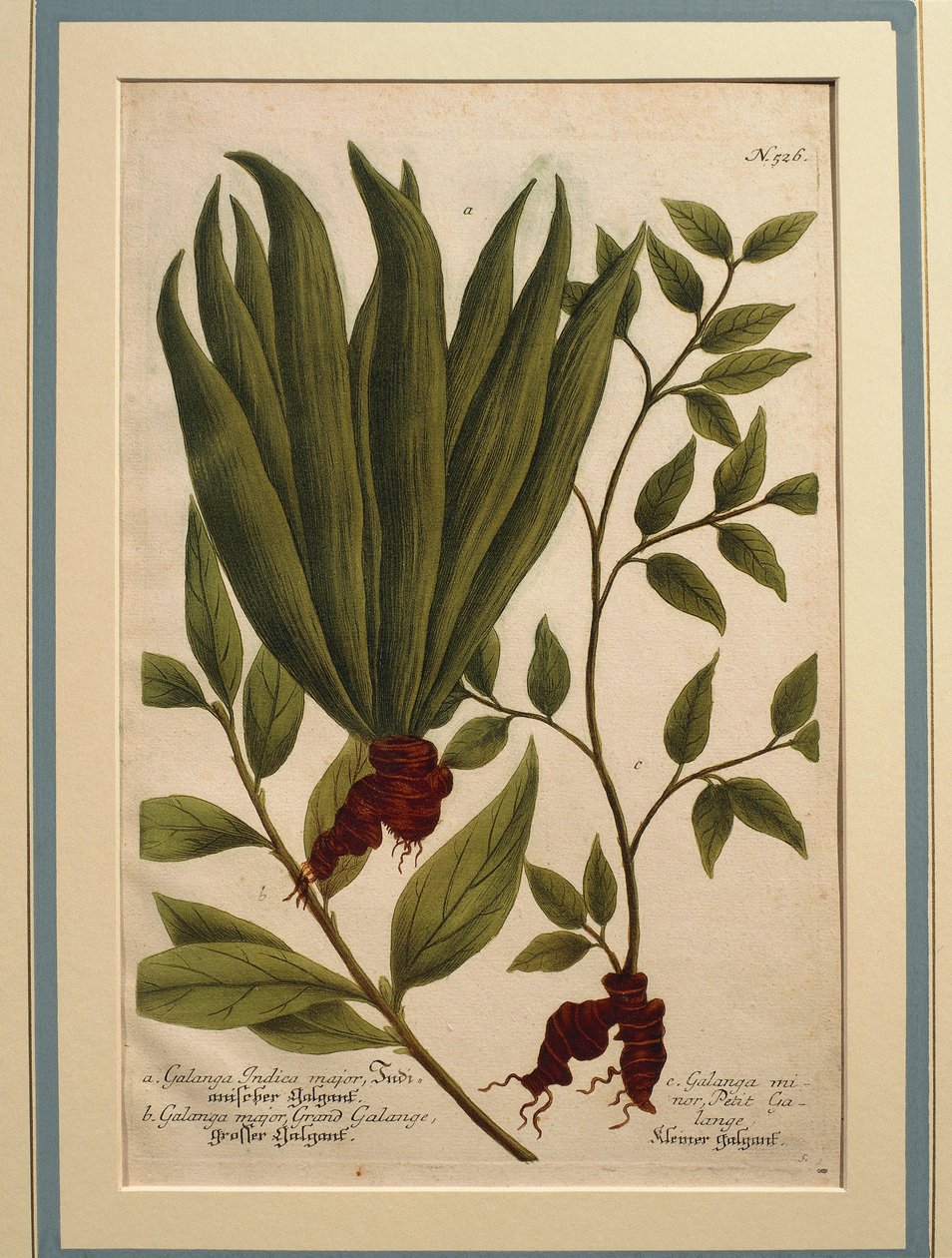 Großer Galgant (Alpinia galanga), Galanga Indica major und Galanga major, kolorierte Gravur von Johann Wilhelm Weinmann