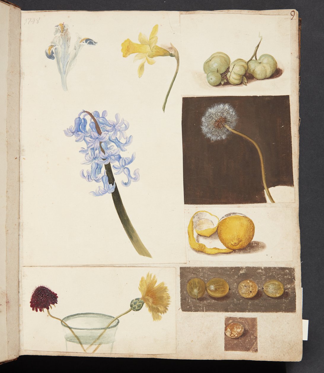 Studie von Blumen, Früchten und grünen Tomaten von Johanna Fosie