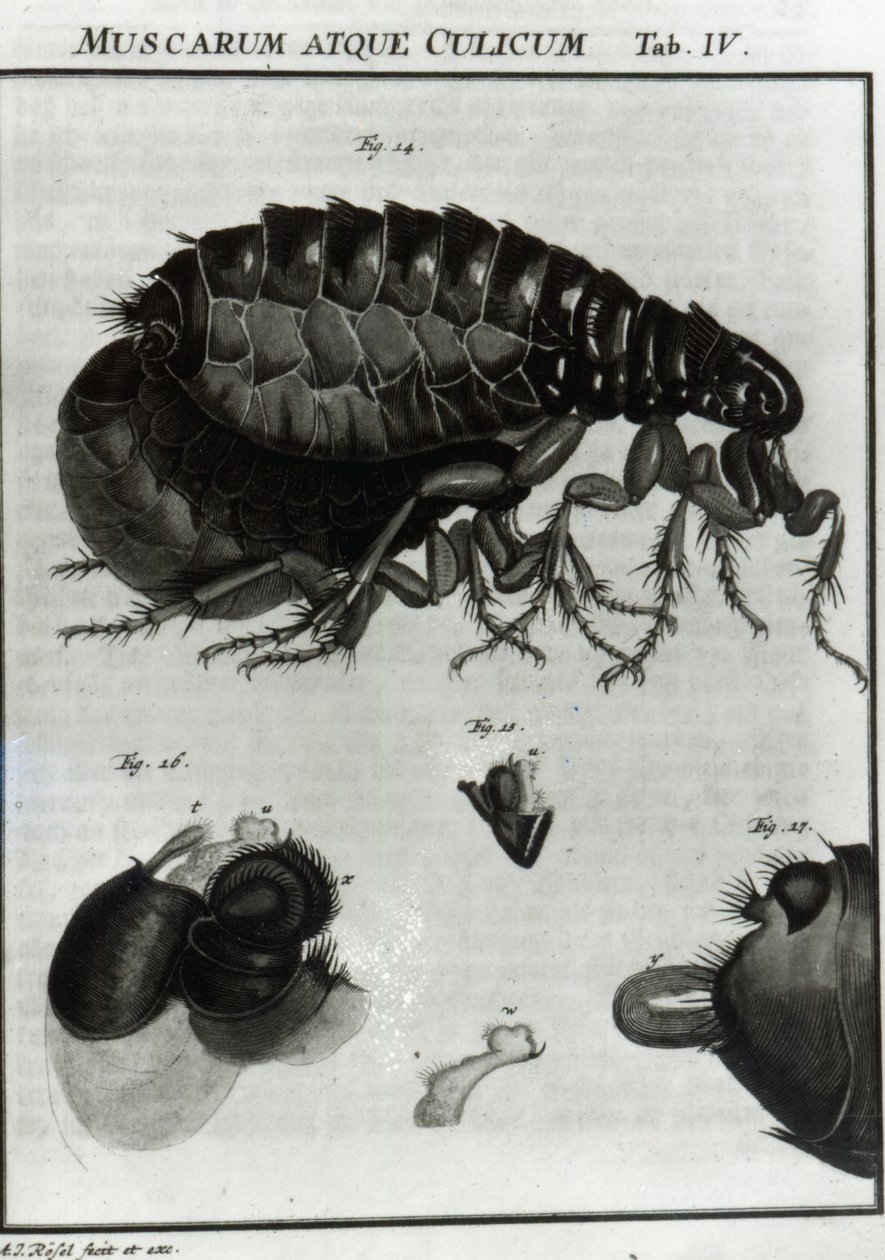 Tafel IV der Fliegen und Flöhe von August Johann Rösel von Rosenhof