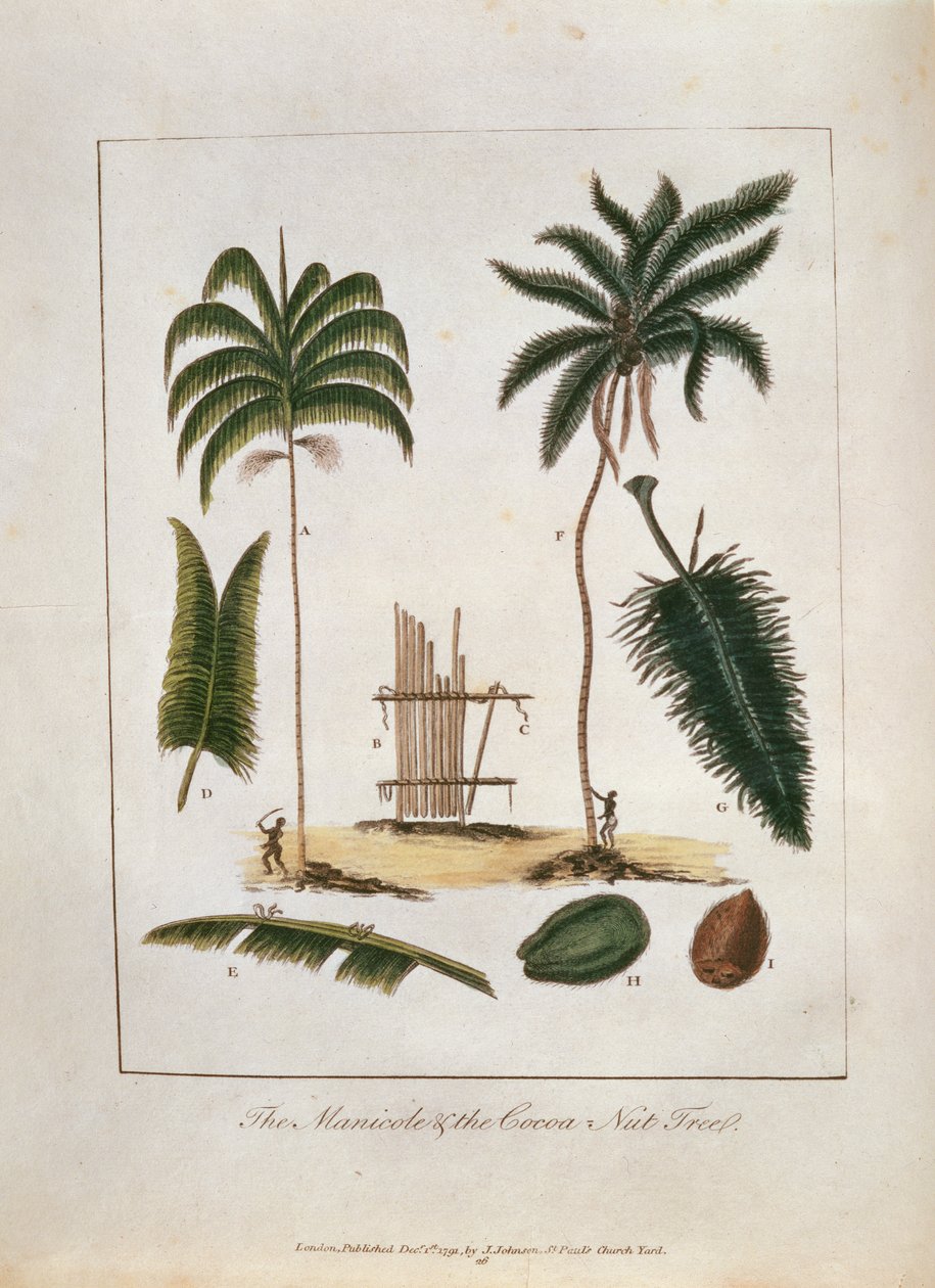 Die Manicole und die Kokosnusspalme, aus 