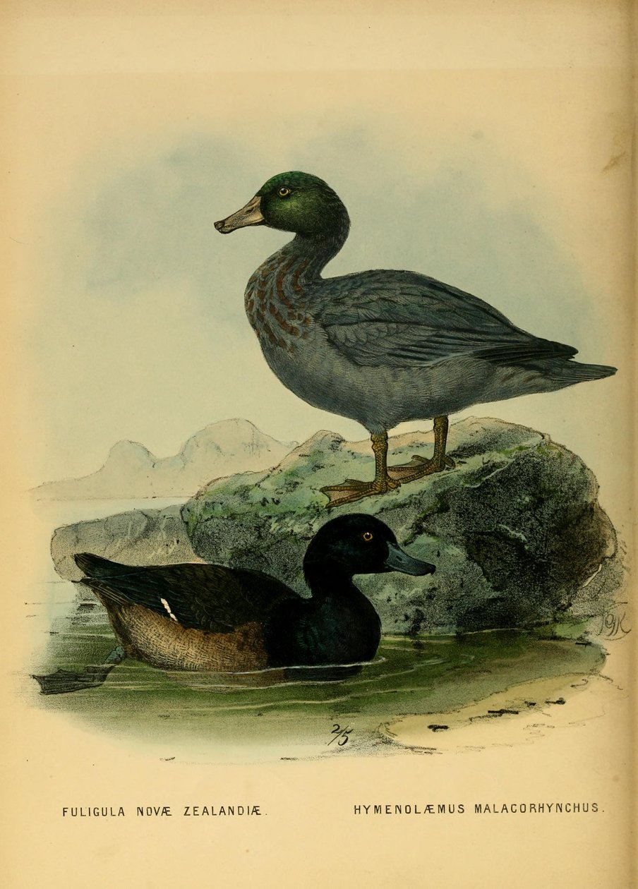 Illustration der Neuseeland-Scharbe und der Blauente von John Gerrard Keulemans