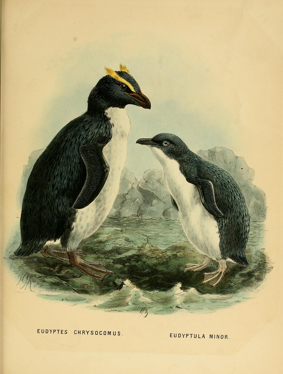Illustration des Felsenpinguins und des Zwergpinguins von John Gerrard Keulemans