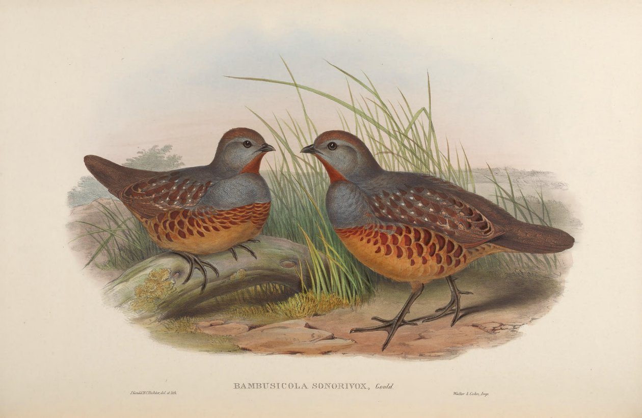 Bambusicola sonorivox = Bambusicola thoracicus sonorivox von John Gould