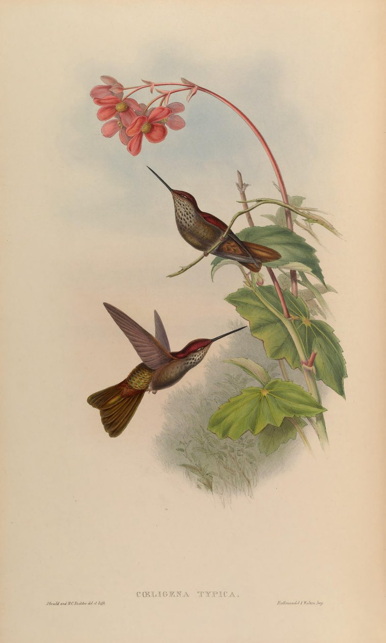 Coeligena typica = Coeligena coeligena von John Gould