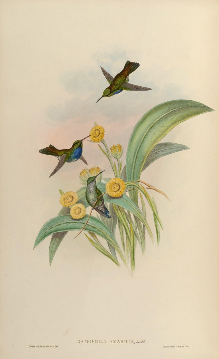 Damophila amabilis = Amazilia amabilis von John Gould