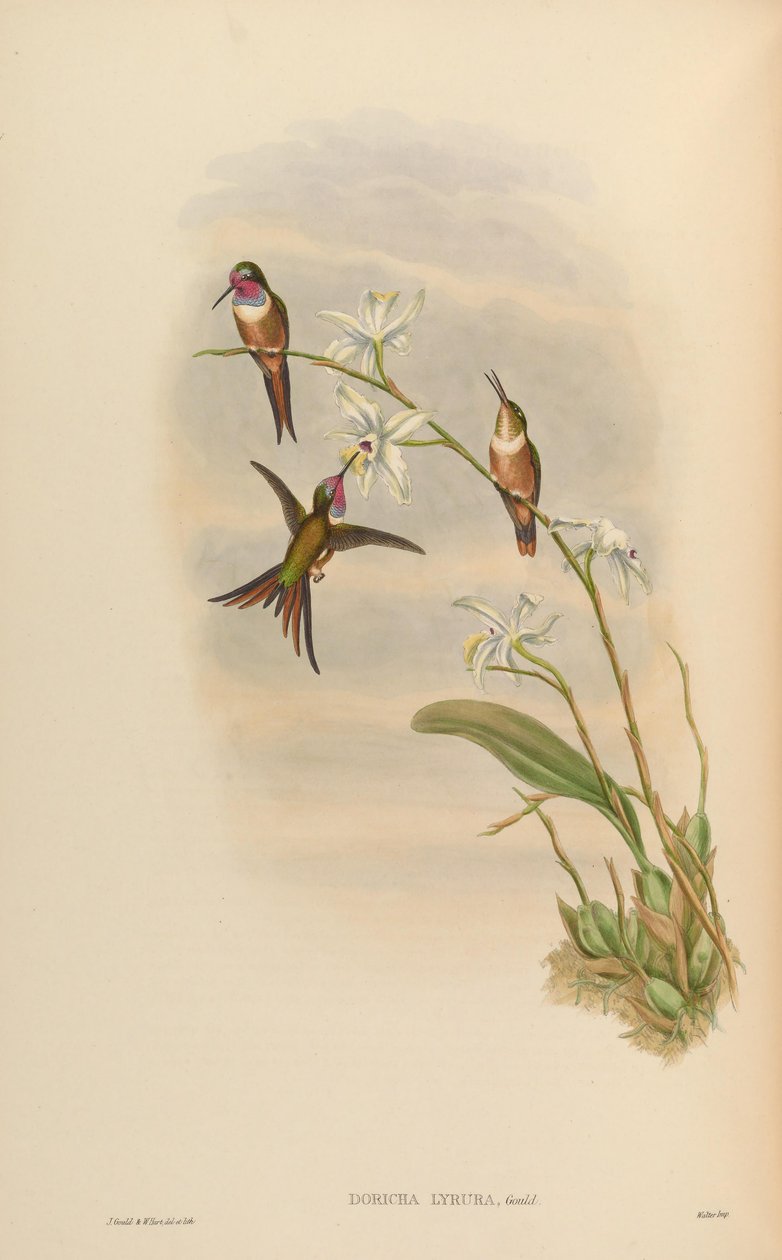 Doricha lyrura = Calliphlox evelynae von John Gould
