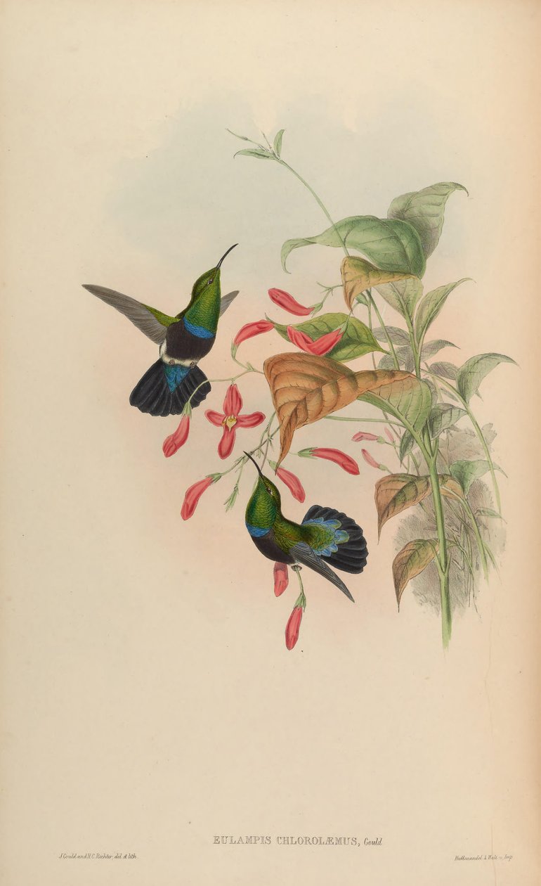 Eulampis chlorolaemus = Eulampis holosericeus chlorolaemus von John Gould