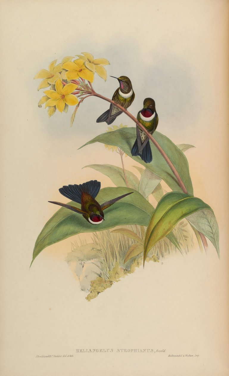 Heliangelus strophianus von John Gould