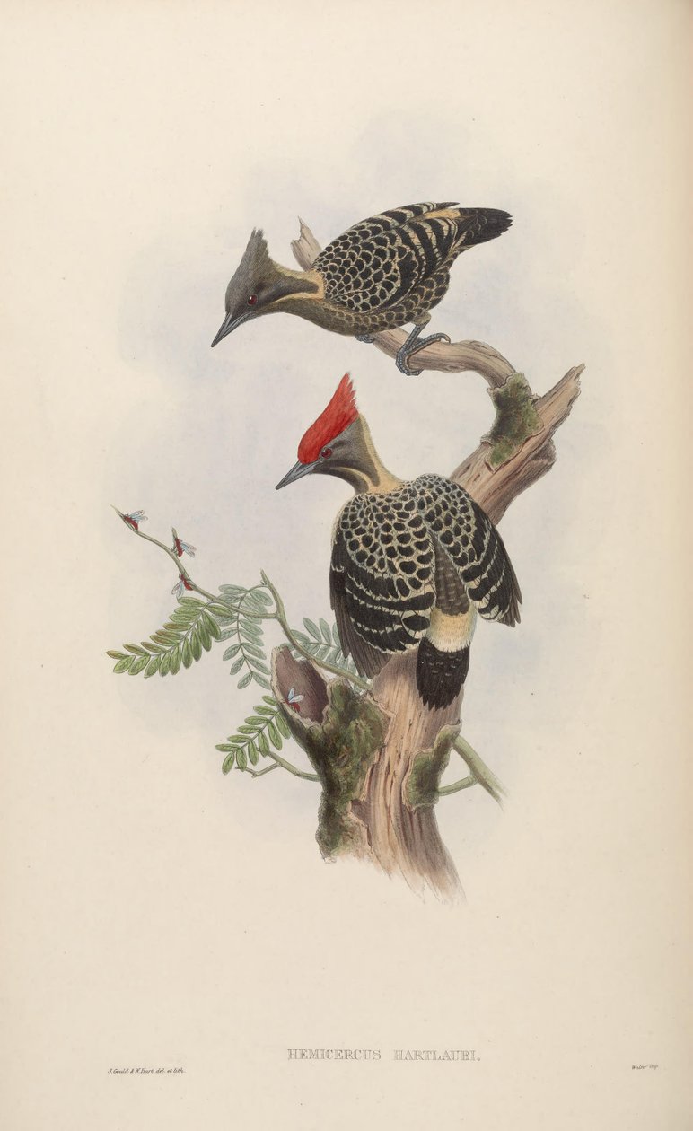 Hemicircus concretus sordidus von John Gould