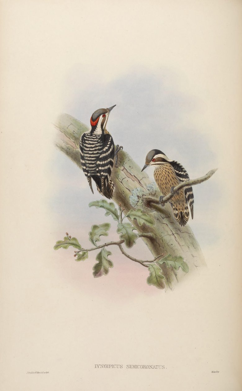 Dendrocopos canicapillus semicoronatus von John Gould