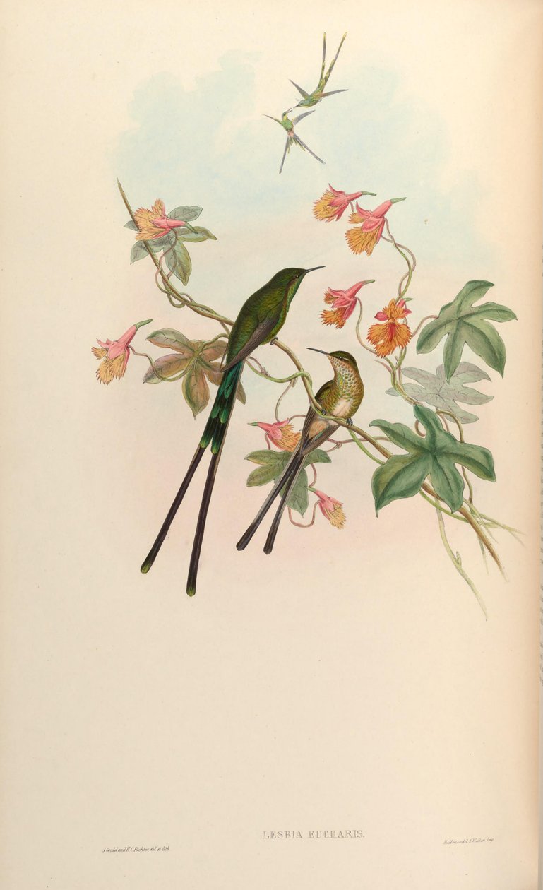Lesbia eucharis = Lesbia victoriatoriae eucharis von John Gould