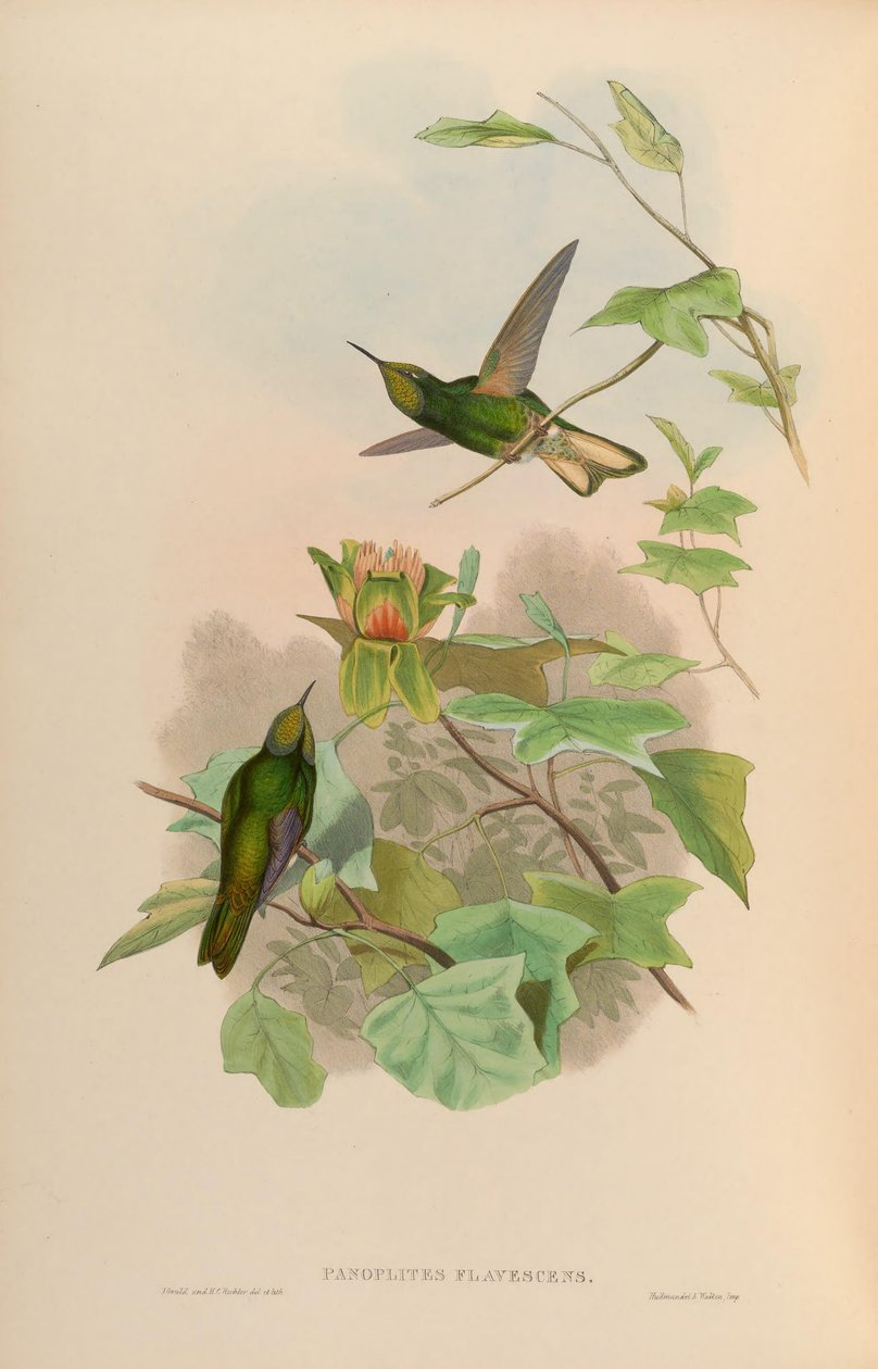 Panoplites flavescens = Boissonneaua flavescens von John Gould