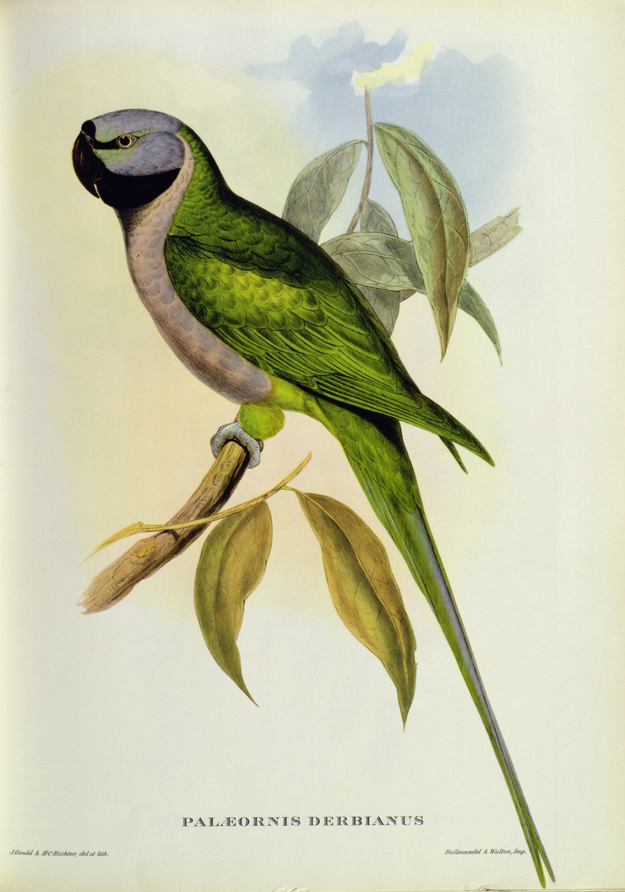 Sittich: Palaeornis Derbianus, ca. 1850 von John Gould