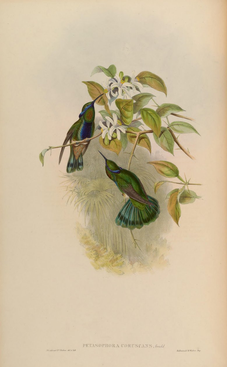 Petasophora coruscans = Colibri coruscans von John Gould