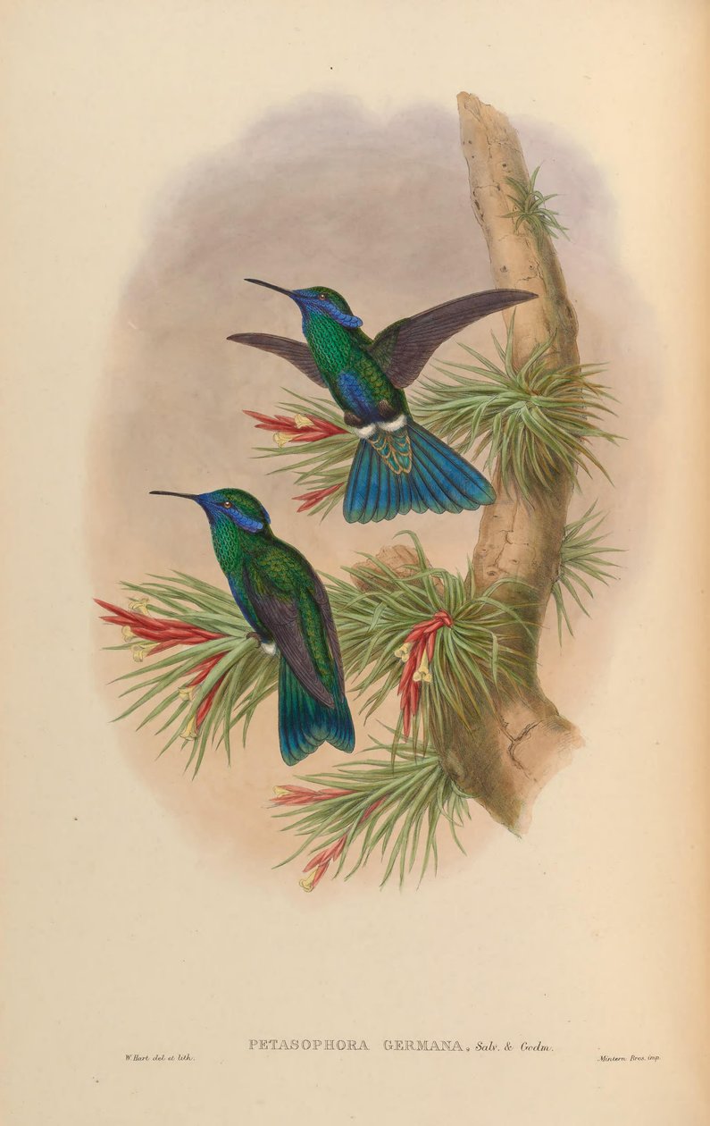 Petasophora germana = Colibri coruscans germanus von John Gould