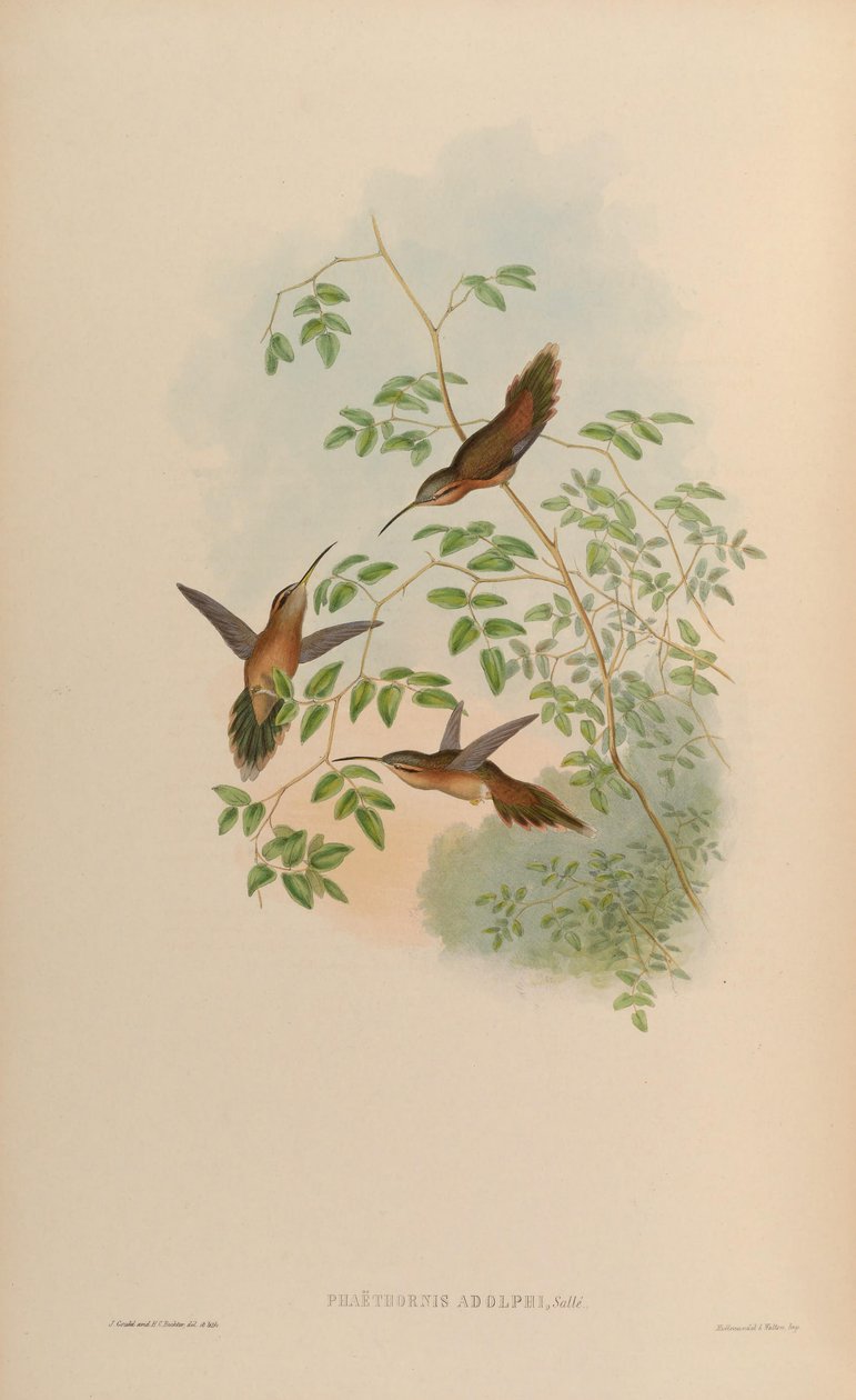 Phaethornis adolphi = Phaethornis striigularis saturatus von John Gould