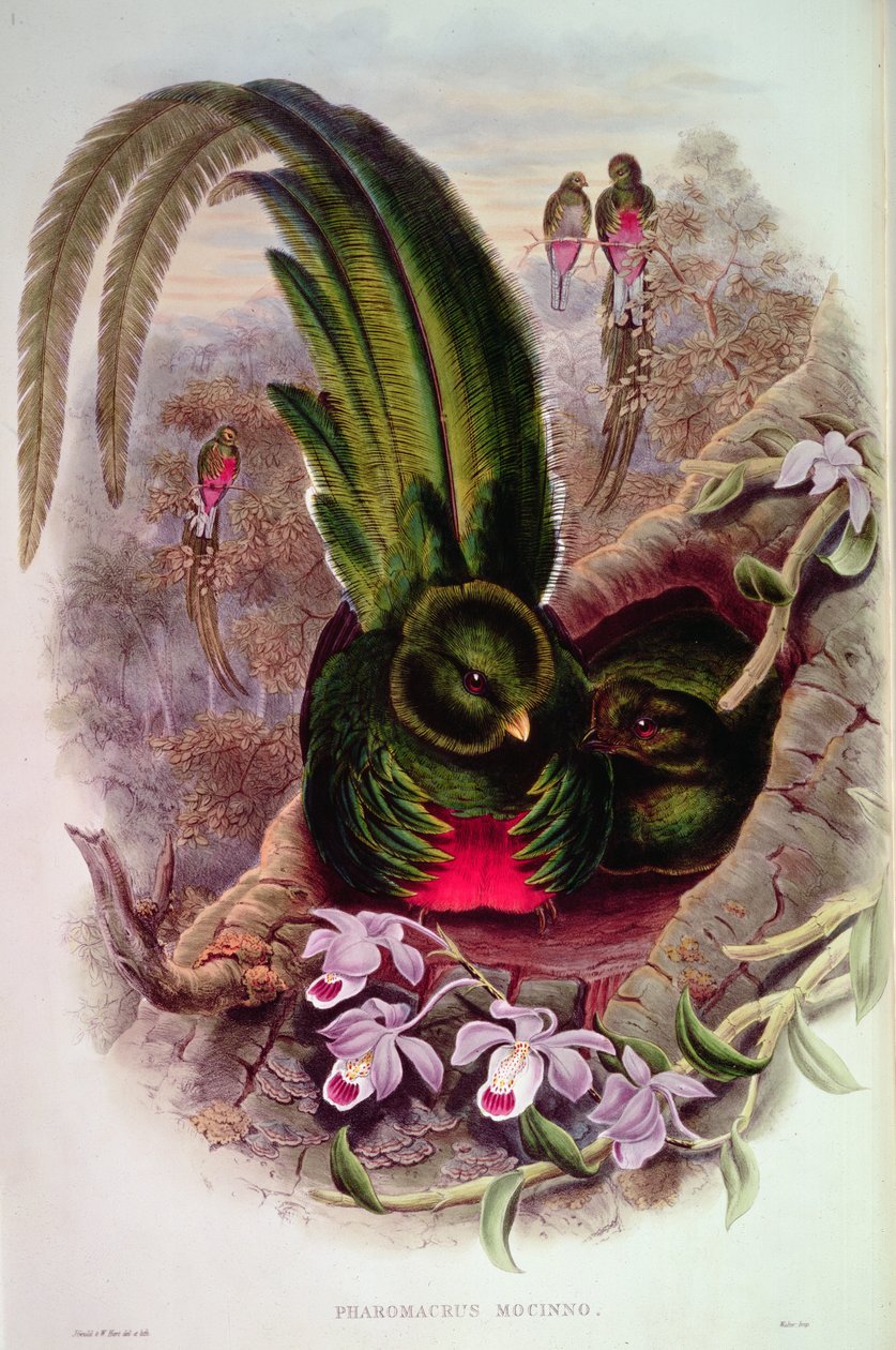 Pharomachrus Mocinno, graviert von T. Walter von John Gould