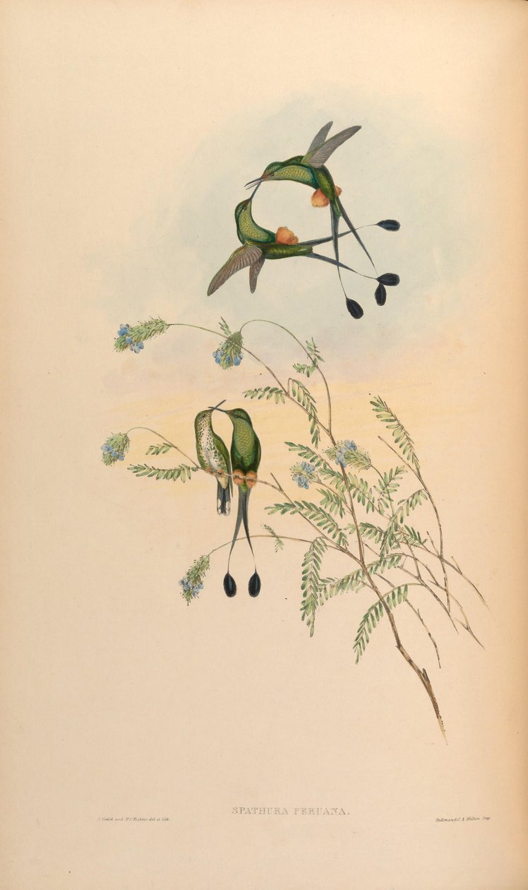 Spathura peruana = Ocreatus underwoodii peruanus von John Gould