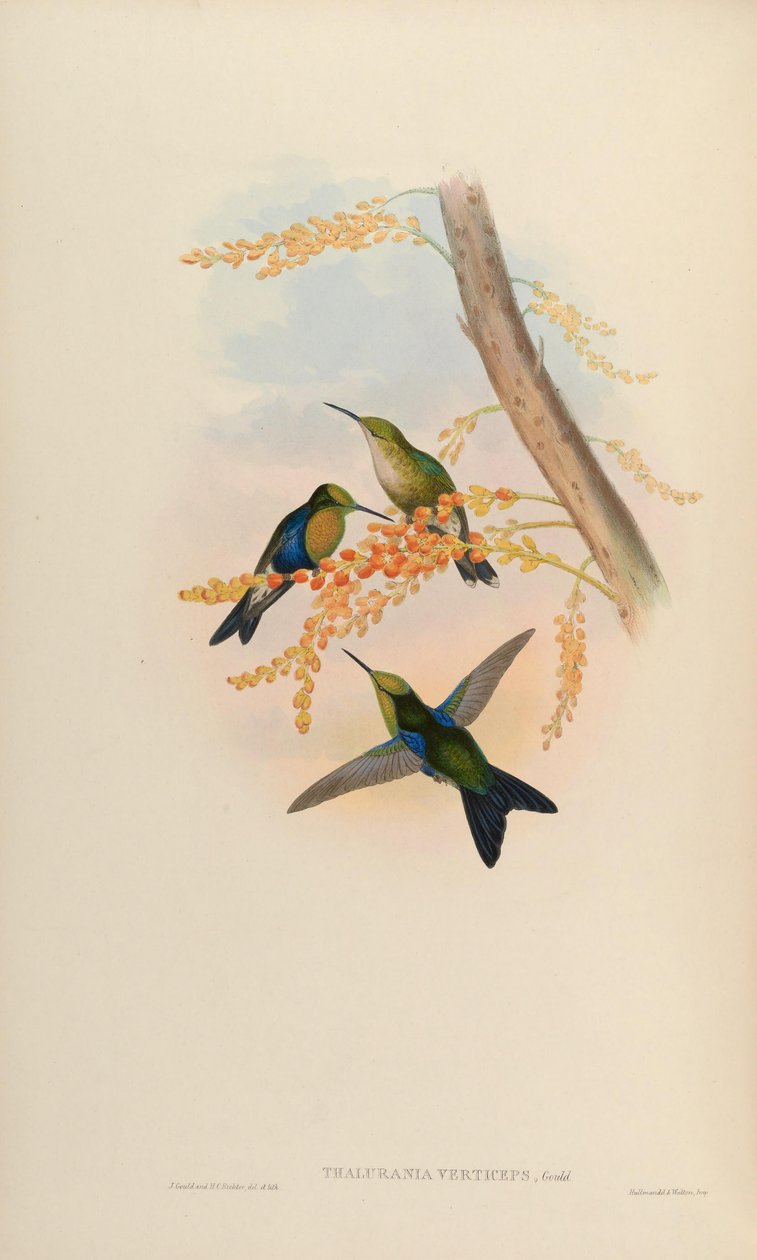 Thalurania verticeps = Thalurania fannyi verticeps von John Gould