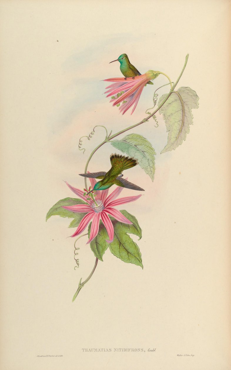 Thaumatias nitidifrons = Amazilia versicolor nitidifrons von John Gould