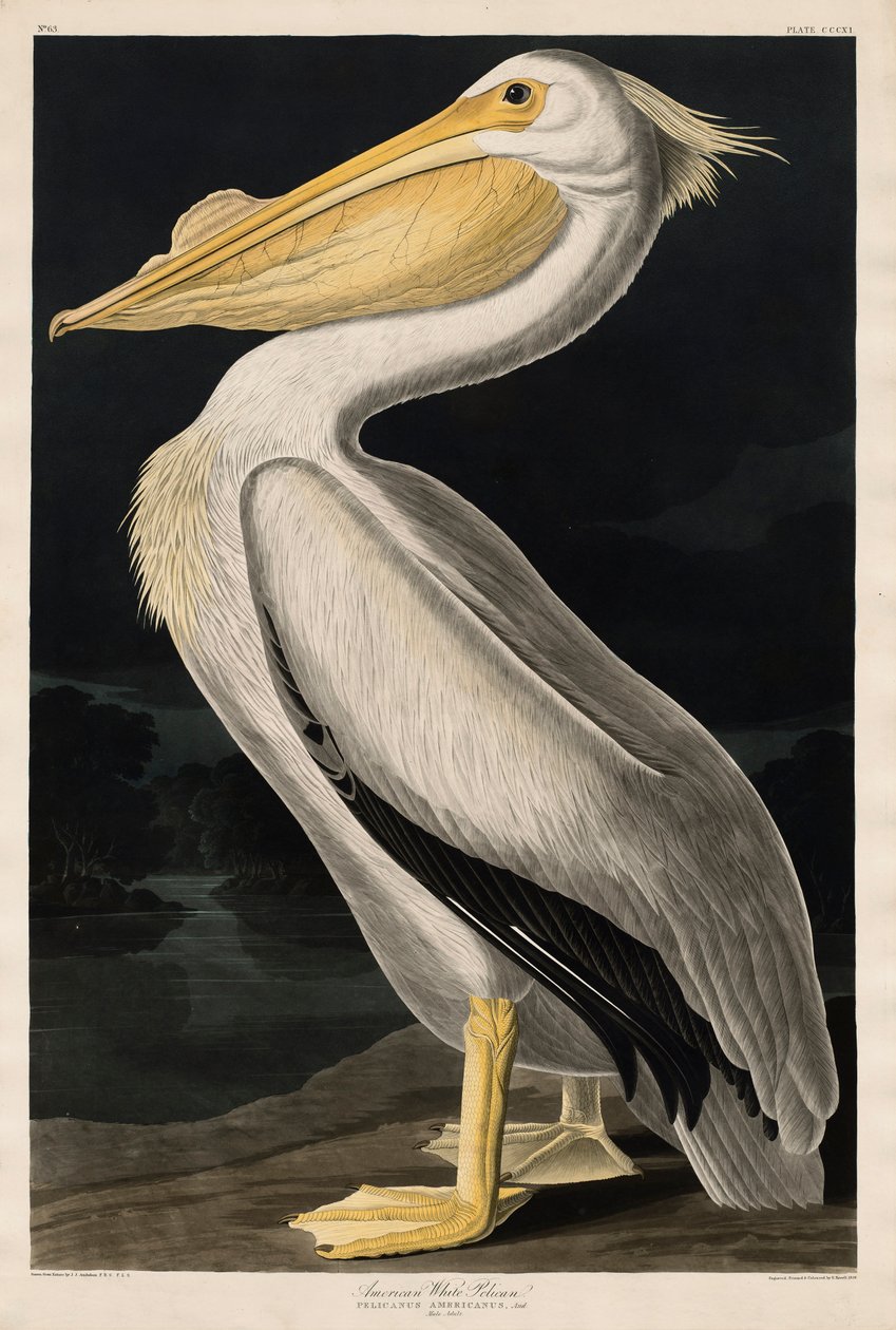 Amerikanischer Weißpelikan, 1836 von John James Audubon