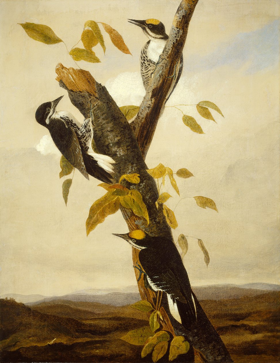 Dreizehenspecht mit schwarzem Rücken, 1831-3 von John James Audubon