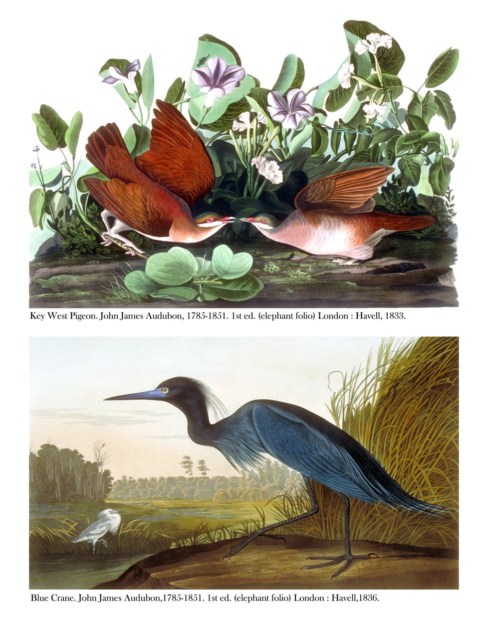 Key West Taube und Blauer Kranich, ca. 1833-36 von John James Audubon