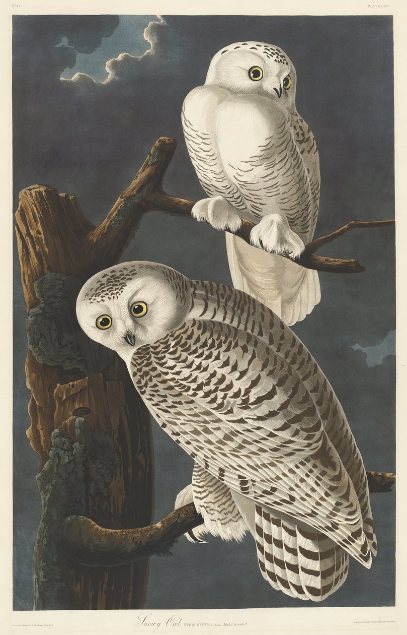 Schneeeule, 1831 von John James Audubon