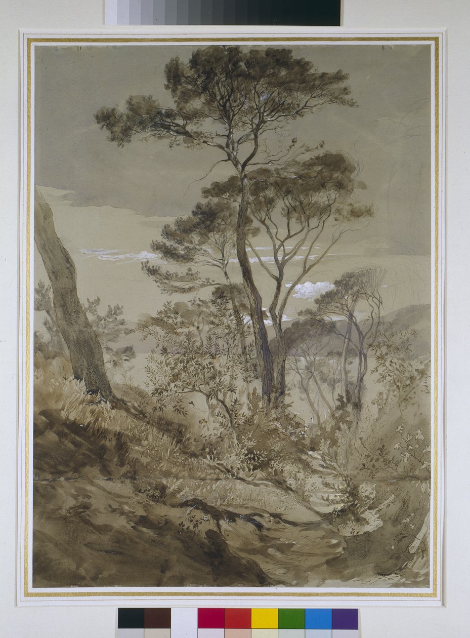 Steinkiefern in Sestri, Golf von Genua, 30. April 1845 von John Ruskin