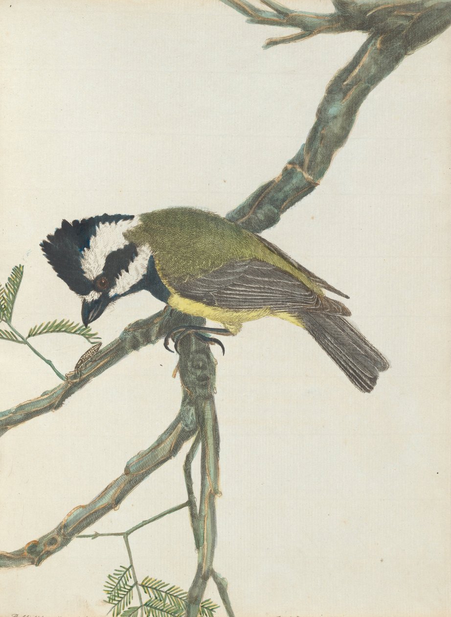 Haubenwürger. Lewin, John. Vögel von New South Wales mit ihrer Naturgeschichte. Sydney: G. Howe, 18... von John William Lewin