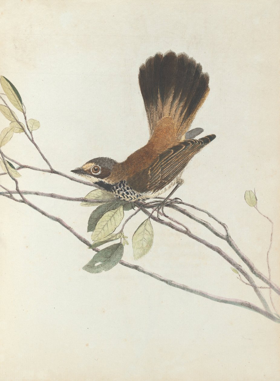 Orangefarbener Fliegenschnäpper. Lewin, John. Vögel von New South Wales mit ihrer Naturgeschichte. Sydney: G.... von John William Lewin
