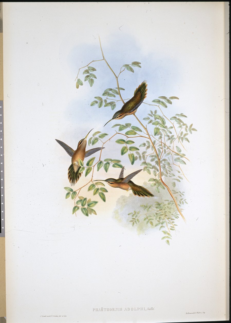 Adolphs Einsiedler (Phaethornis Adolphi) von John (after) Gould