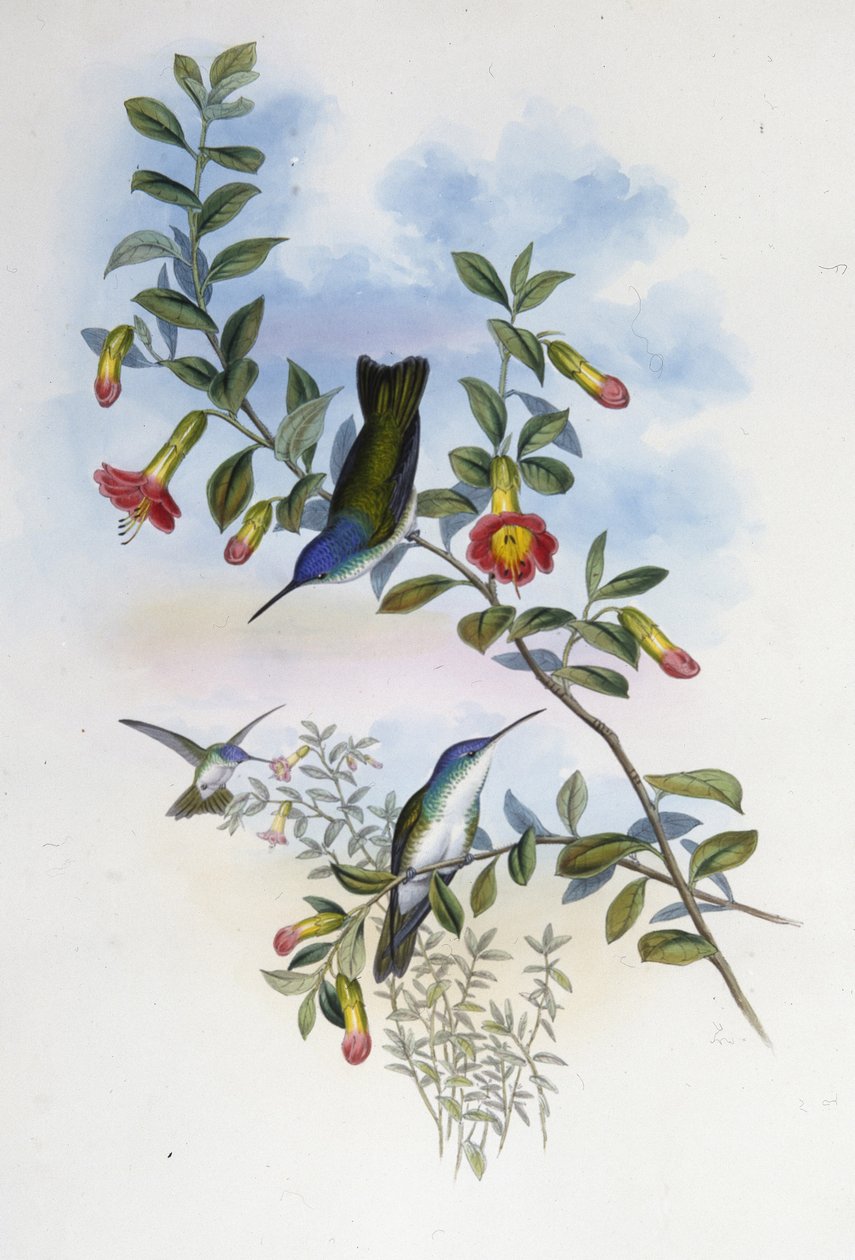 Blaukehliger Azurkrone (Cyanomyia Cyanocollis) von John (after) Gould