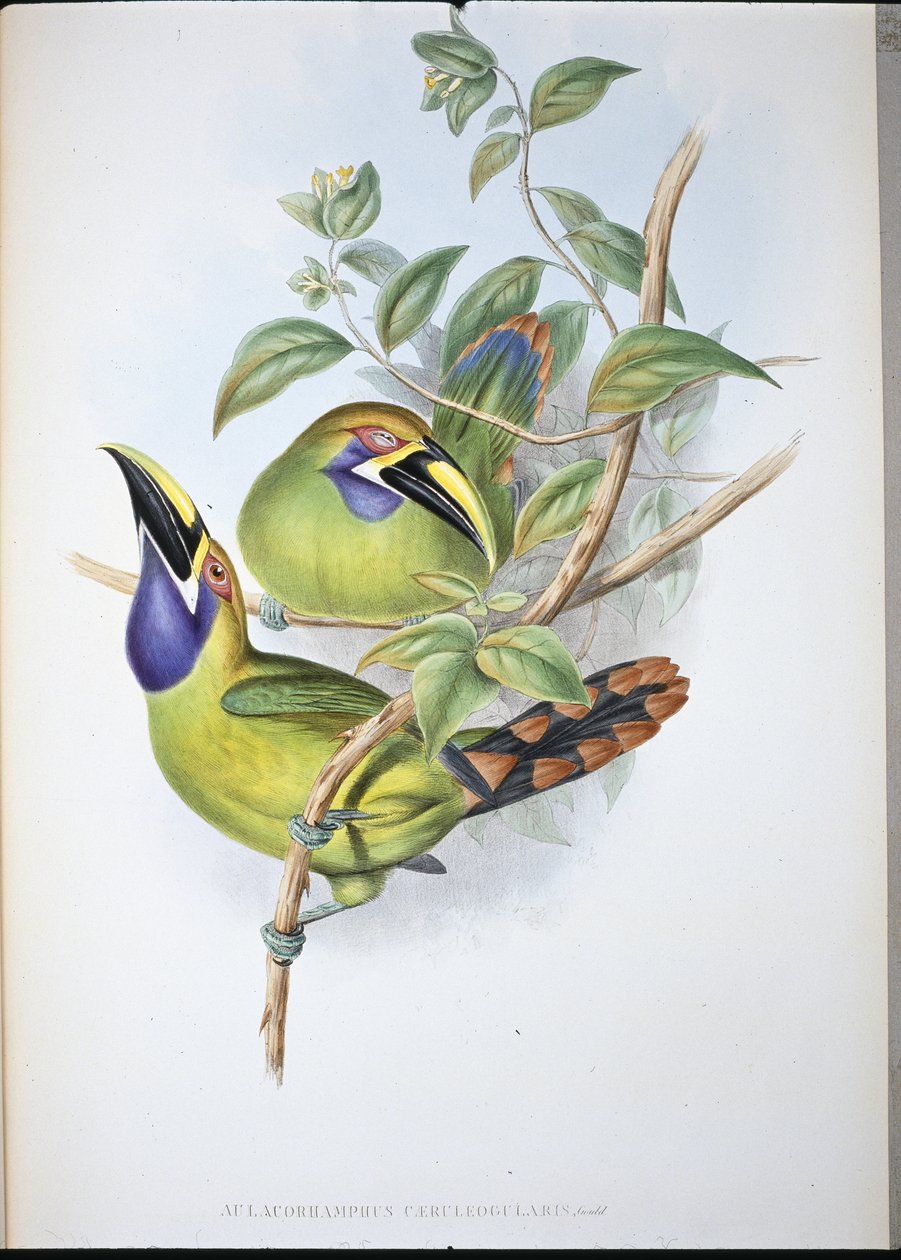 Blaukehl-Rillenschnabel-Tukan (Aulacoramphus Caeruleogularis) von John (after) Gould