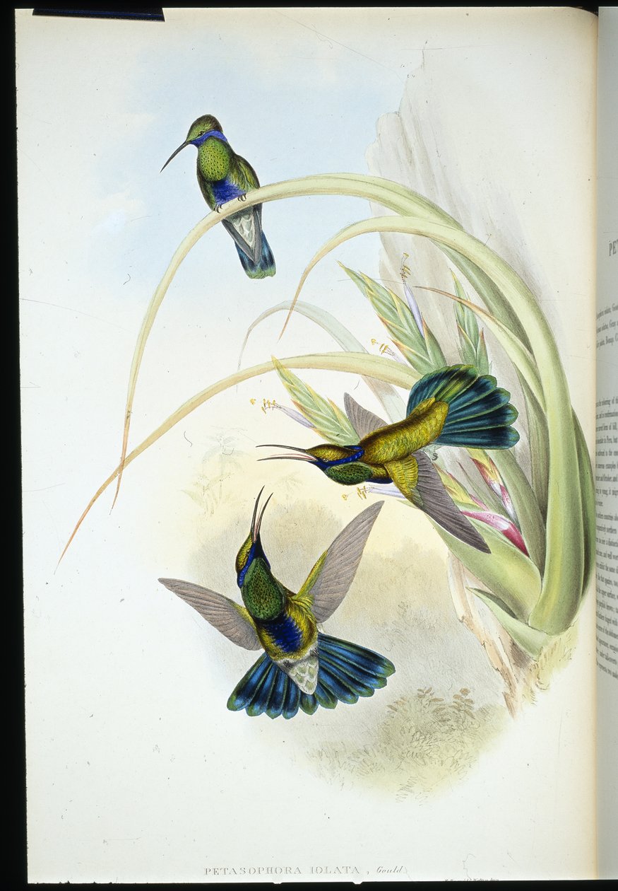 Bolivianischer Veilchenohr von John (after) Gould