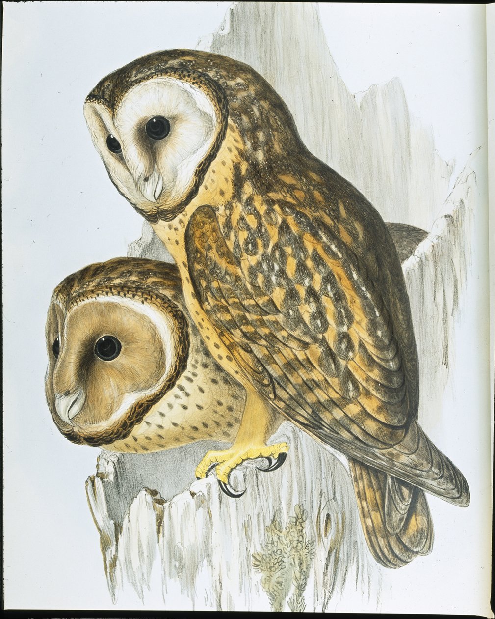 Kastaniengesicht-Eule (Strix Castanops) von John (after) Gould