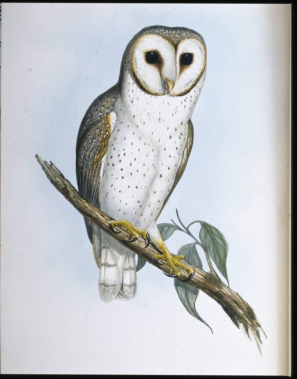 Zarte Eule von John (after) Gould