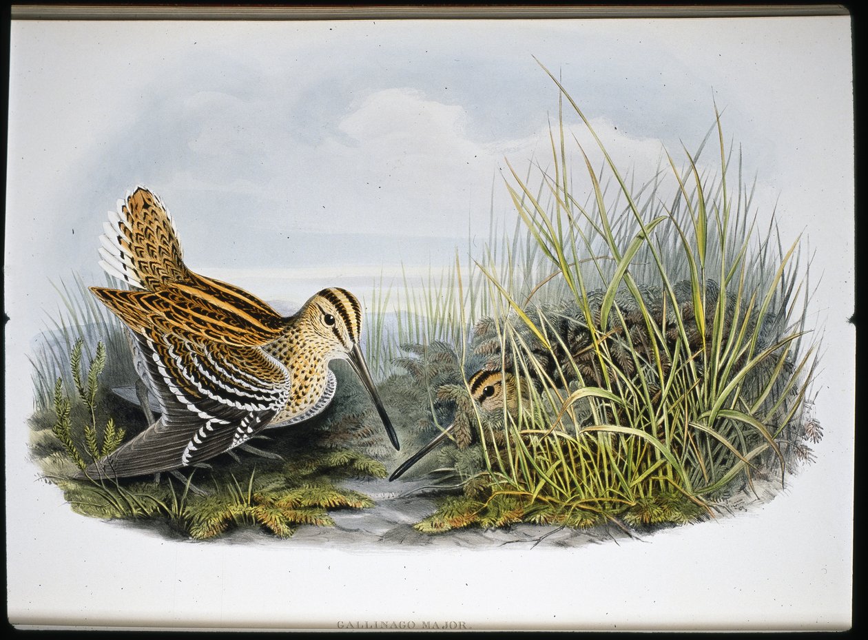 Großer Schnepfenvogel (Gallinaco Major) von John (after) Gould